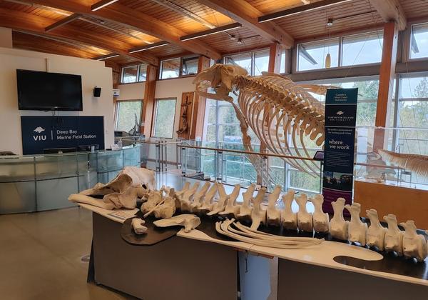 whale skeleton inside