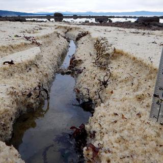 Herring eggs on beach by Mapleguard Point