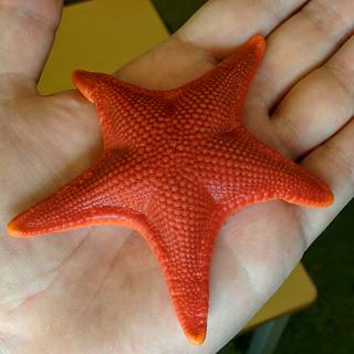 Sea Star on Hand