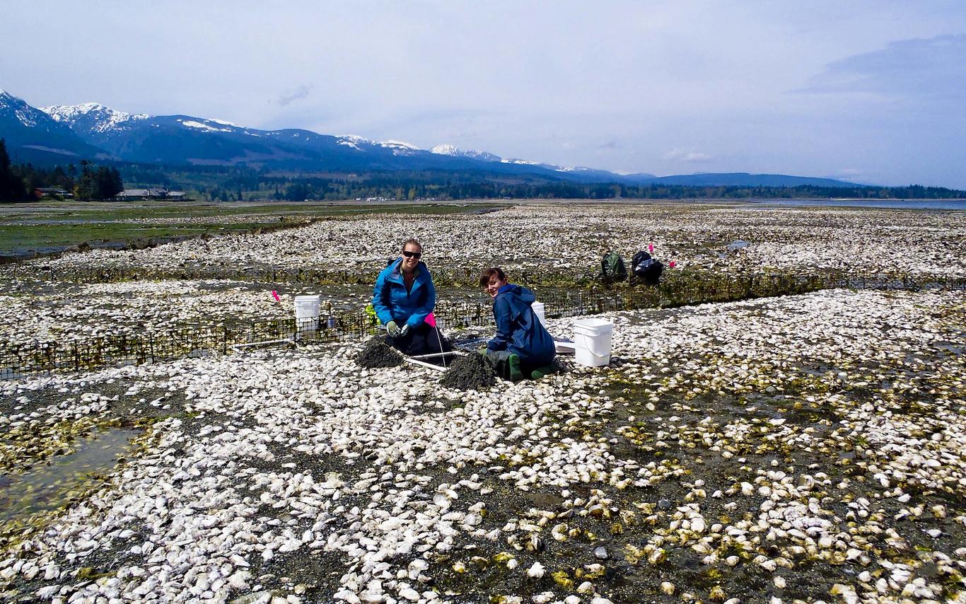 Researchers working on a beach covered in oysters